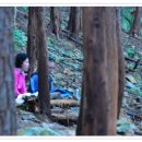 편백숲,쉼 이미지