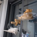 랙돌캐터리 알렉산더돌스 이미지