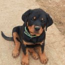 애견세상 이미지