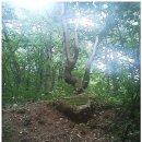 연아를 닮은 소나무 이미지