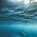 국립해양생물자원관 씨큐리움 이미지