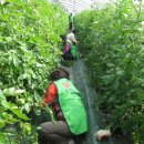 한국건강관리협회 부산지부 건협어머니 봉사단, 농촌 일손돕기 봉사활동펼쳐 이미지