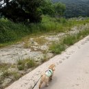 웅천읍 노천리534-1 | 보령 청보리밭 웅천체육공원 강아지산책 보령 걷기좋은 곳 애견동반여행