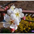 매화나무집 이미지