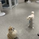 데일리도그 이미지