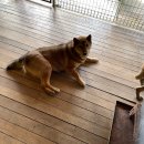 복순이네 이미지