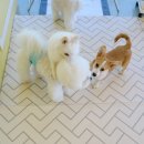 그루밍제주 이미지