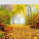 고엽 (Autumn leaves) &amp; 불감증 테스트~^^ 이미지