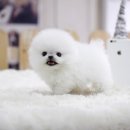 퍼피대디 이미지