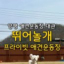 도그마캣광주 - 서구 운천로 43 | 양평 애견 운동장 [뛰어놀개 프라이빗 애견운동장], 운동장 대관, 양평 애견동반 여행 추천