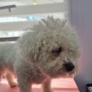 몽이묭실 이미지