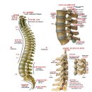 경추의 이해 이미지