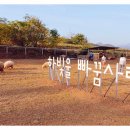 하빛율빠꿈사리 이미지