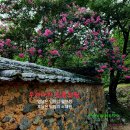 밀양 월연정 배롱나무 이미지