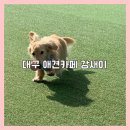 강새이 | 대구 실내 루프탑 애견카페 강새이