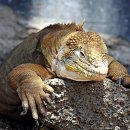 이구아나 이미지