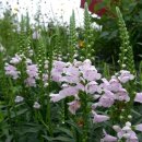 여름꽃농장 이미지