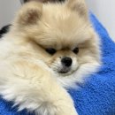 로비펫 | [홍천 애견 동반 숙소]소노펫 비발디파크 후기&amp;부대시설