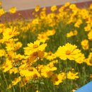 율하천자전거길 | 대구 꽃구경하기 동구 율하천 금계국 실시간