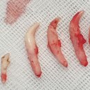 포포동물병원 이미지