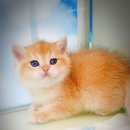 익산원펫 이미지