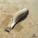 와현해수욕장(서) 이미지