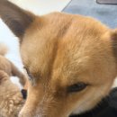 호텔마음 | 대구 동구 애견호텔 마음놓고 맡길 수 있었던 후기