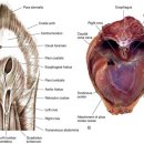 날으는고양이 이미지