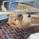 달구벌진도 이미지