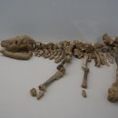 덕소자연사박물관 이미지