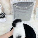 행운켄넬 이미지