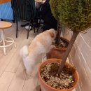 복덩이네 강아지 이미지