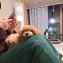 댕댕이펫살롱 이미지