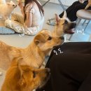 다시사랑받개 네이버블로그