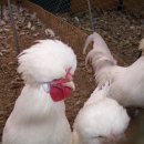 백필농장 이미지