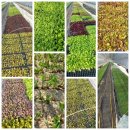 송가네종묘사 이미지