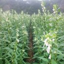 형제봉 농장 이미지