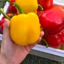 백이산 농장 이미지