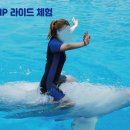 벨루가