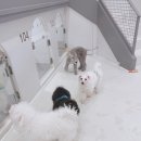 바오도그 이미지