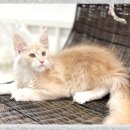 아인츠독 강아지애견분양 성남위례본점 | 성남메인쿤분양 언젠가는 꼭