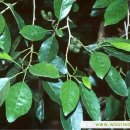 오리나무 이미지