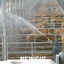 용인축협 한우사육장 이미지