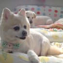 쥴리엣
