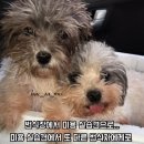 원더풀펫살롱 이미지