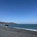 수피아포레스트