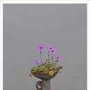 피기피기 이미지