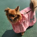 니즈더펫 이미지