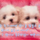 그린티