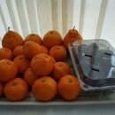 태양청과 이미지